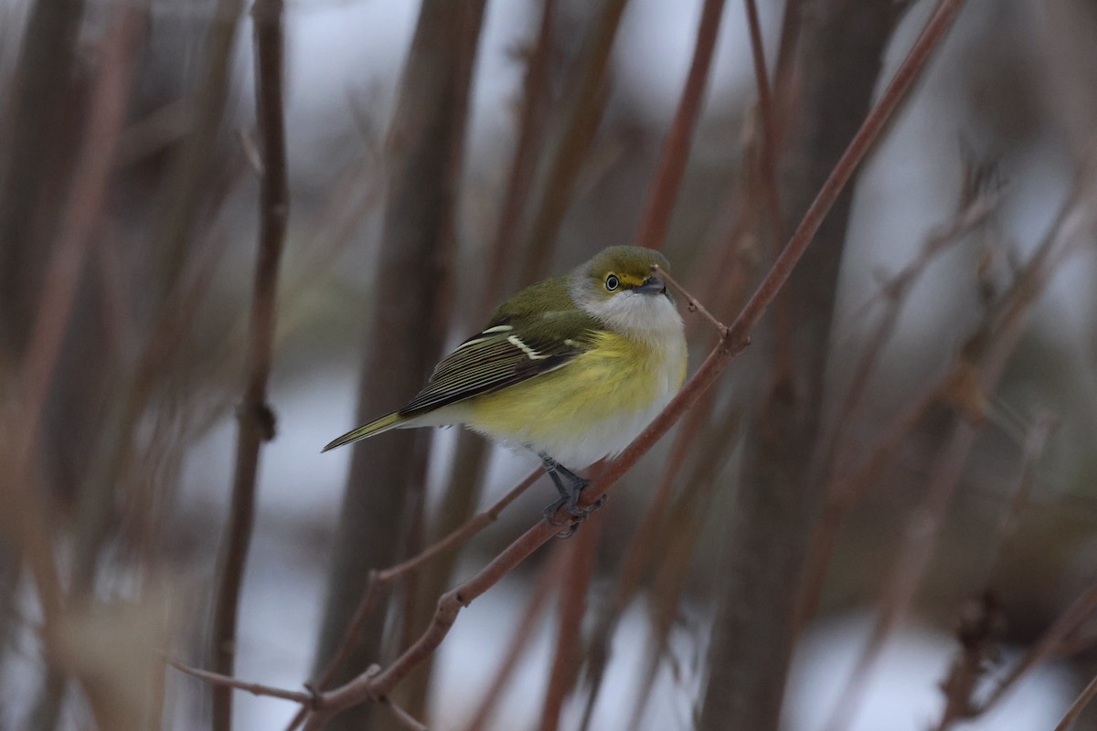 White-eyed Vireo - ML646041075