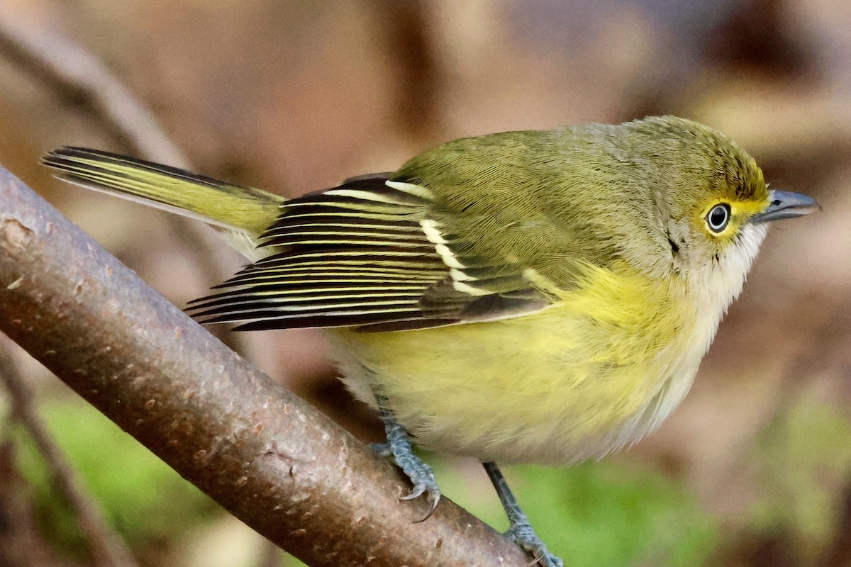White-eyed Vireo - ML646041079