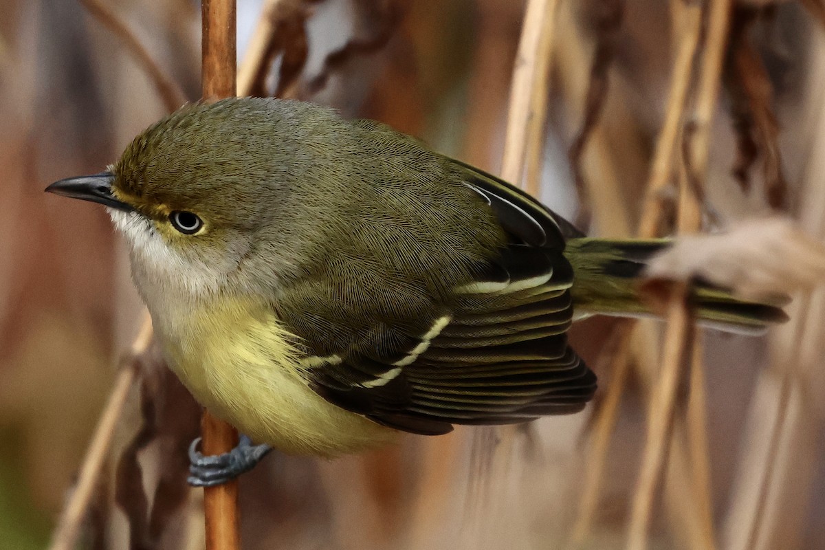 White-eyed Vireo - ML646041080