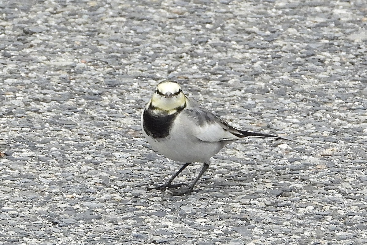 linerle - ML646041083