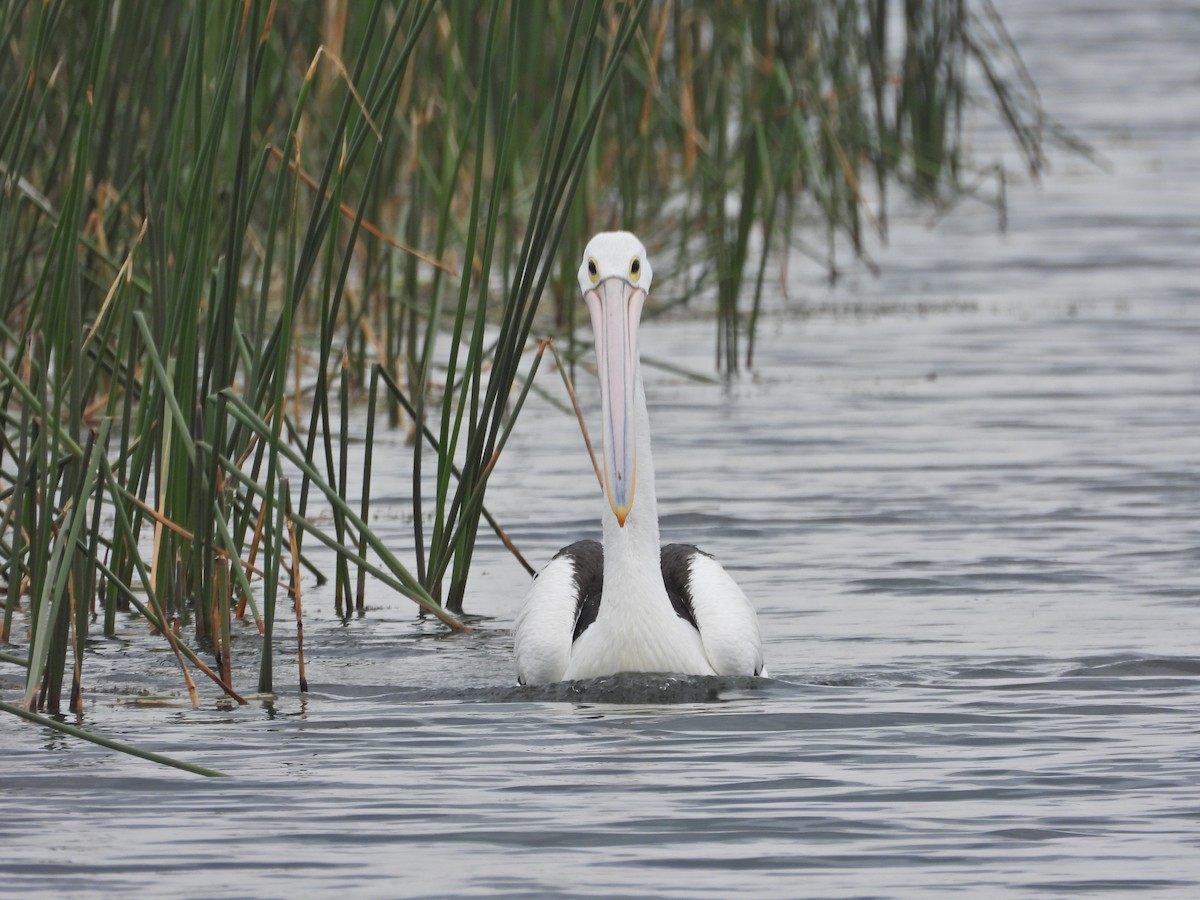 Australian Pelican - ML646041086