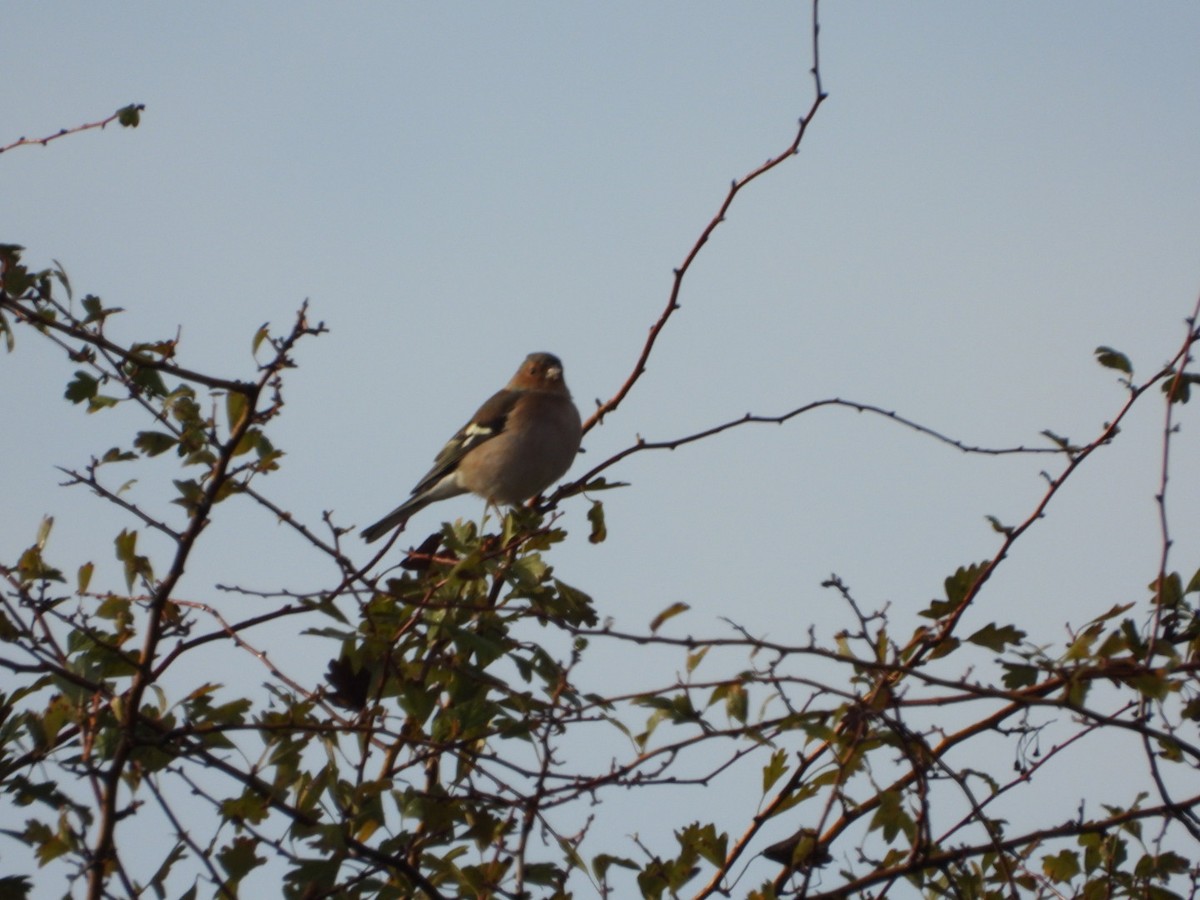 Common Chaffinch - ML646041089