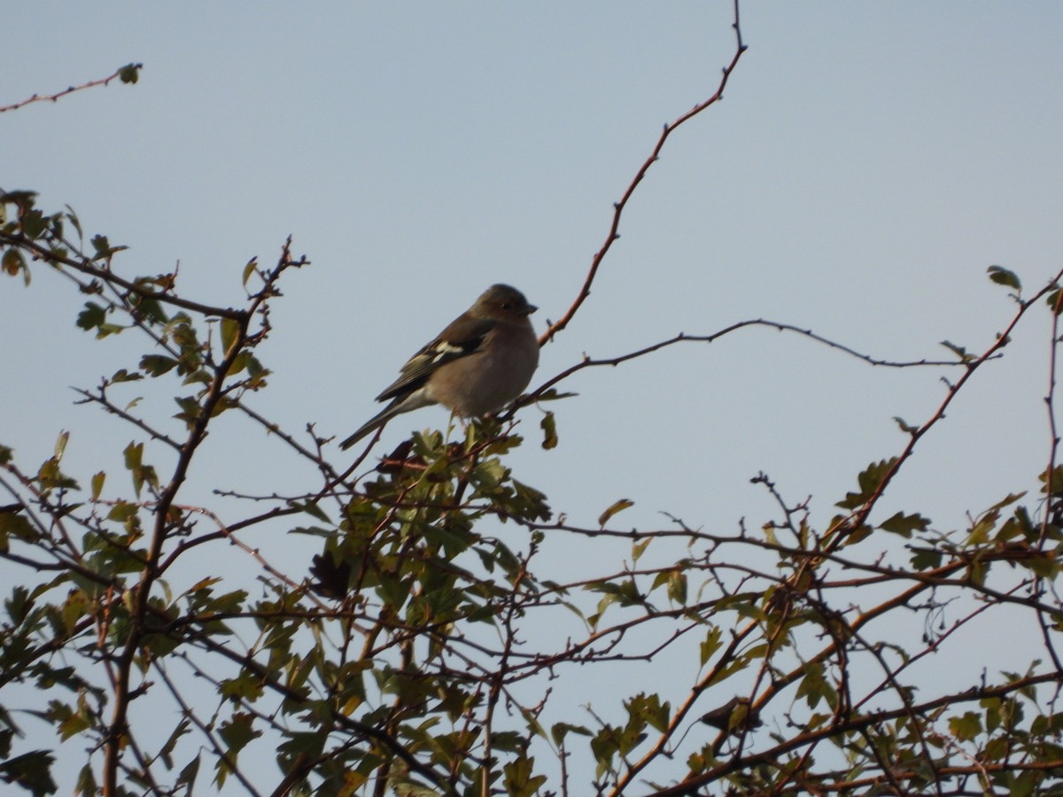 Common Chaffinch - ML646041090