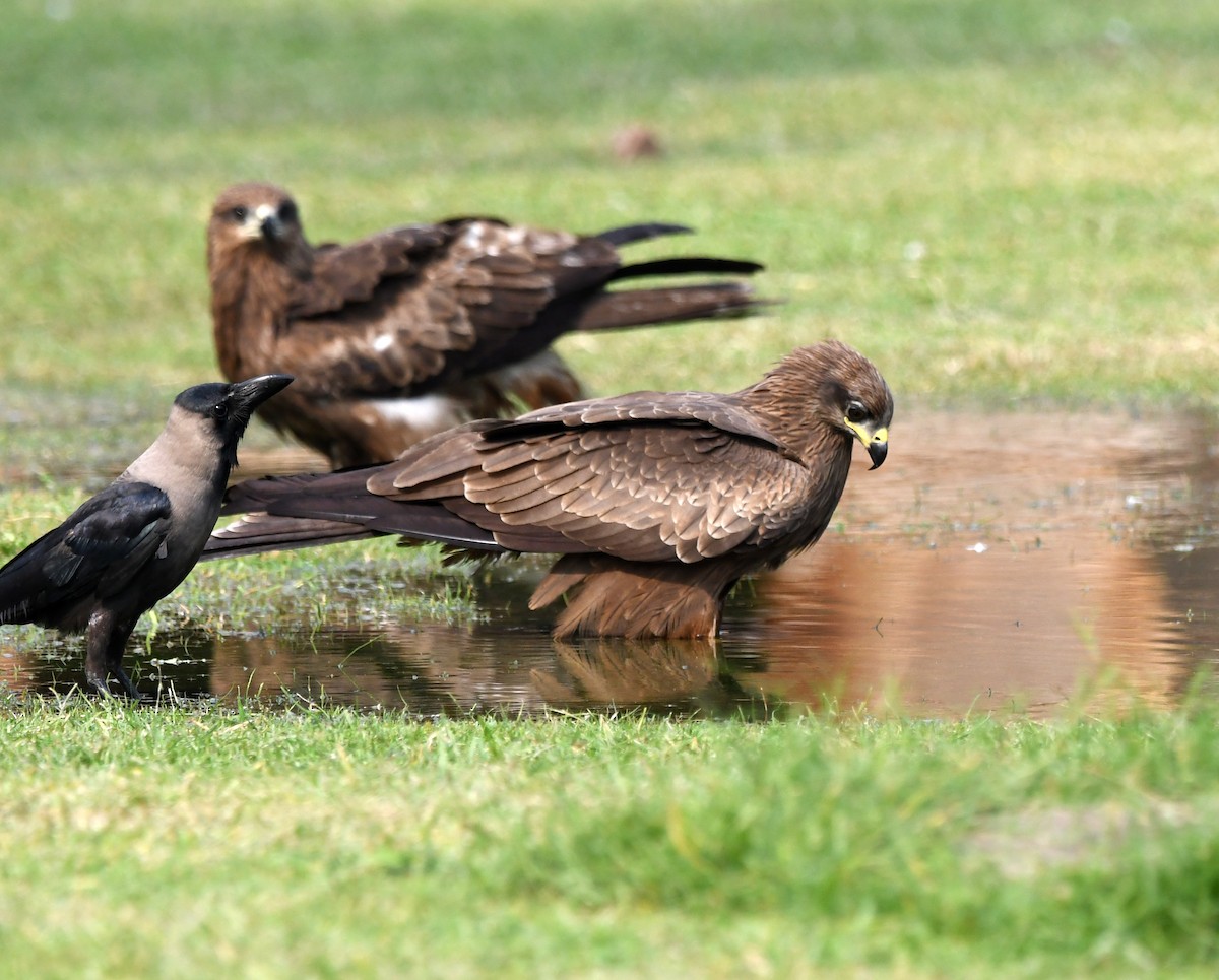 Black Kite - ML646041095