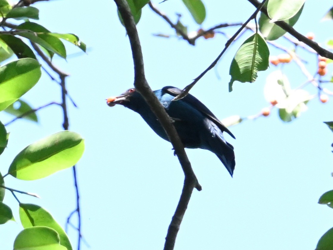 Asian Fairy-bluebird - ML646041096