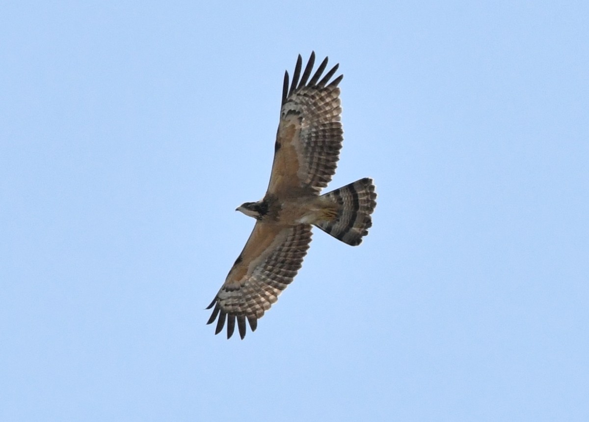 Oriental Honey-buzzard - ML646041097