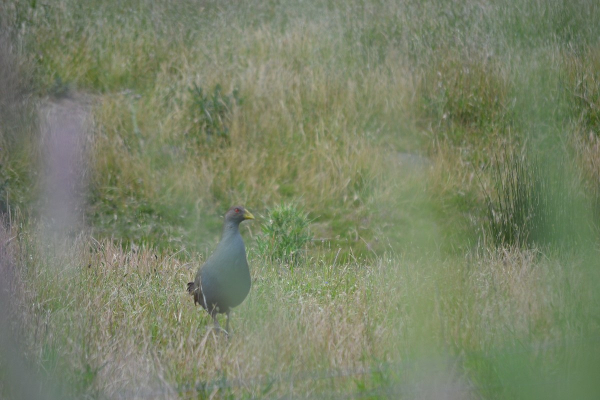 Tasmanian Nativehen - ML646041098