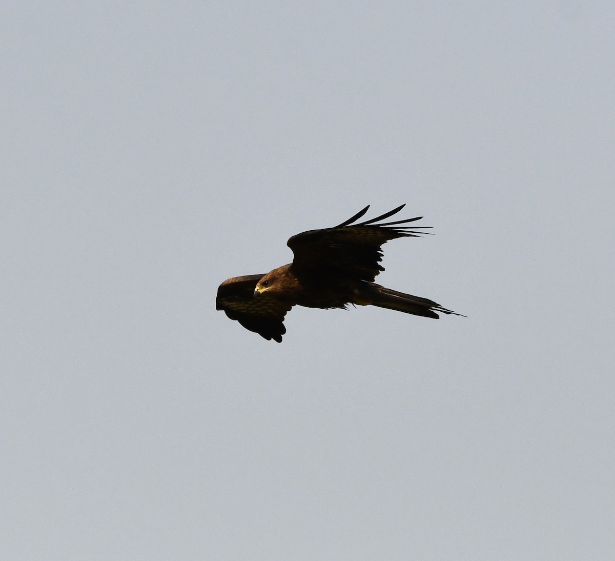 Black Kite - ML646041099