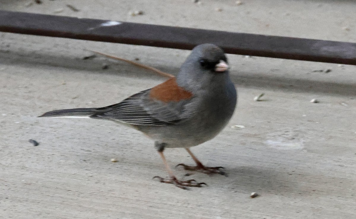Dark-eyed Junco (Gray-headed) - ML646041102