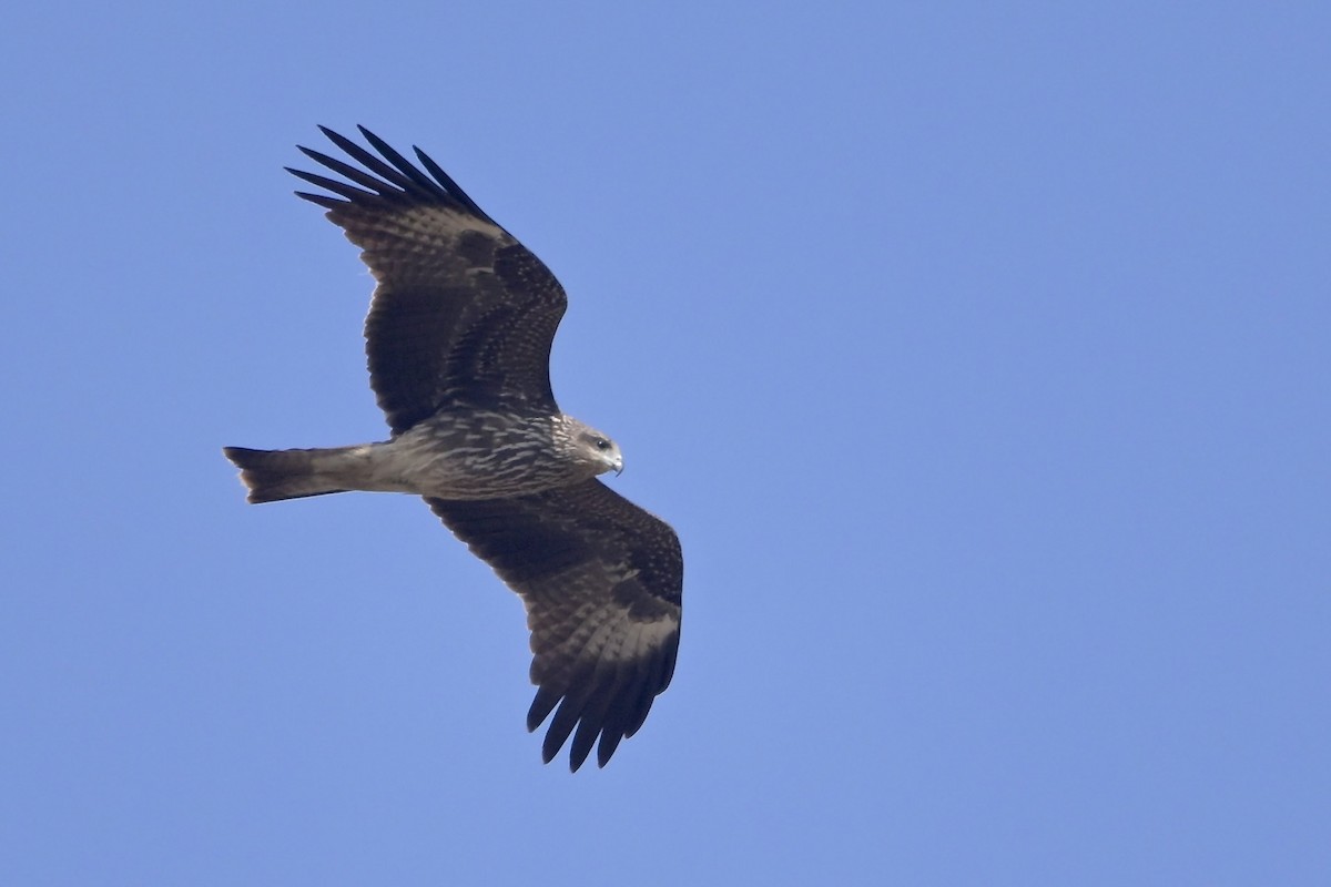Black Kite (Black-eared) - ML646041103