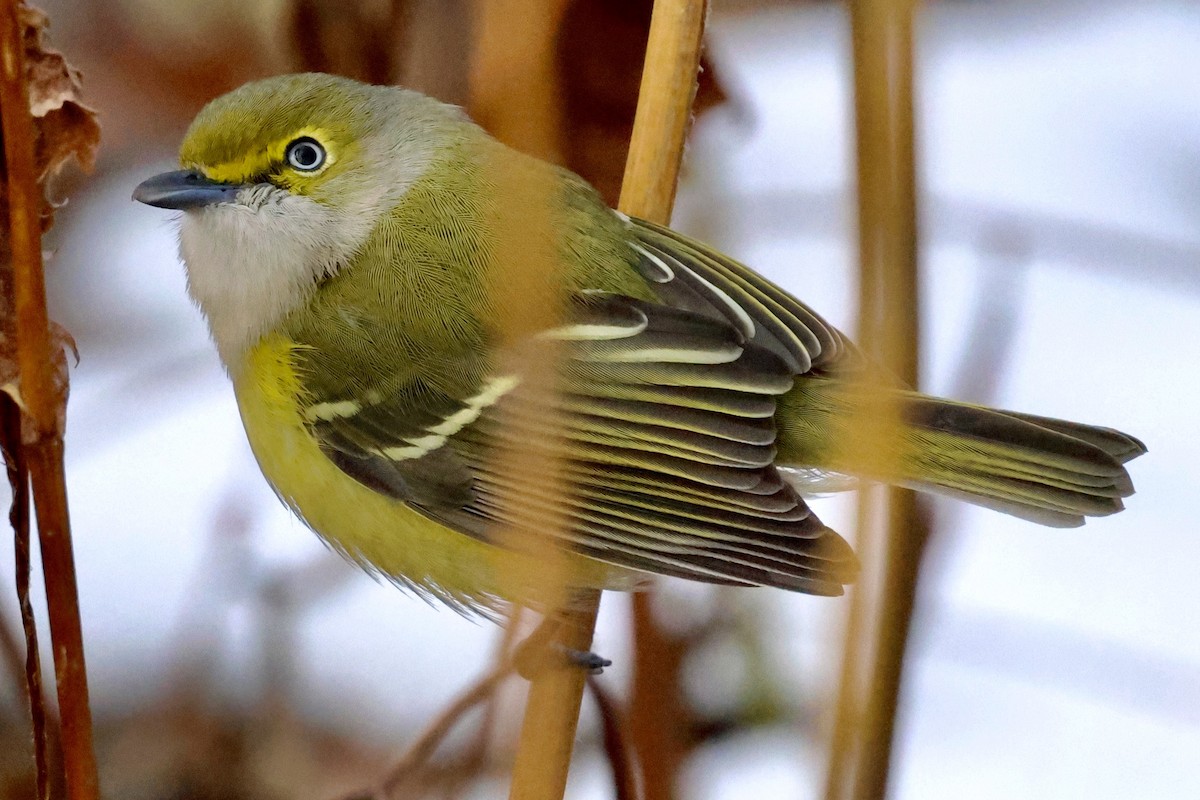 White-eyed Vireo - ML646041104