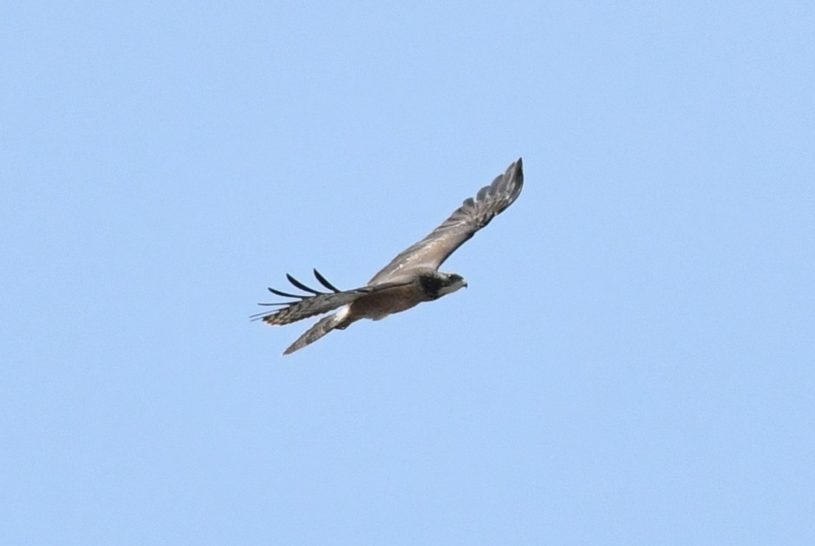 Oriental Honey-buzzard - ML646041105