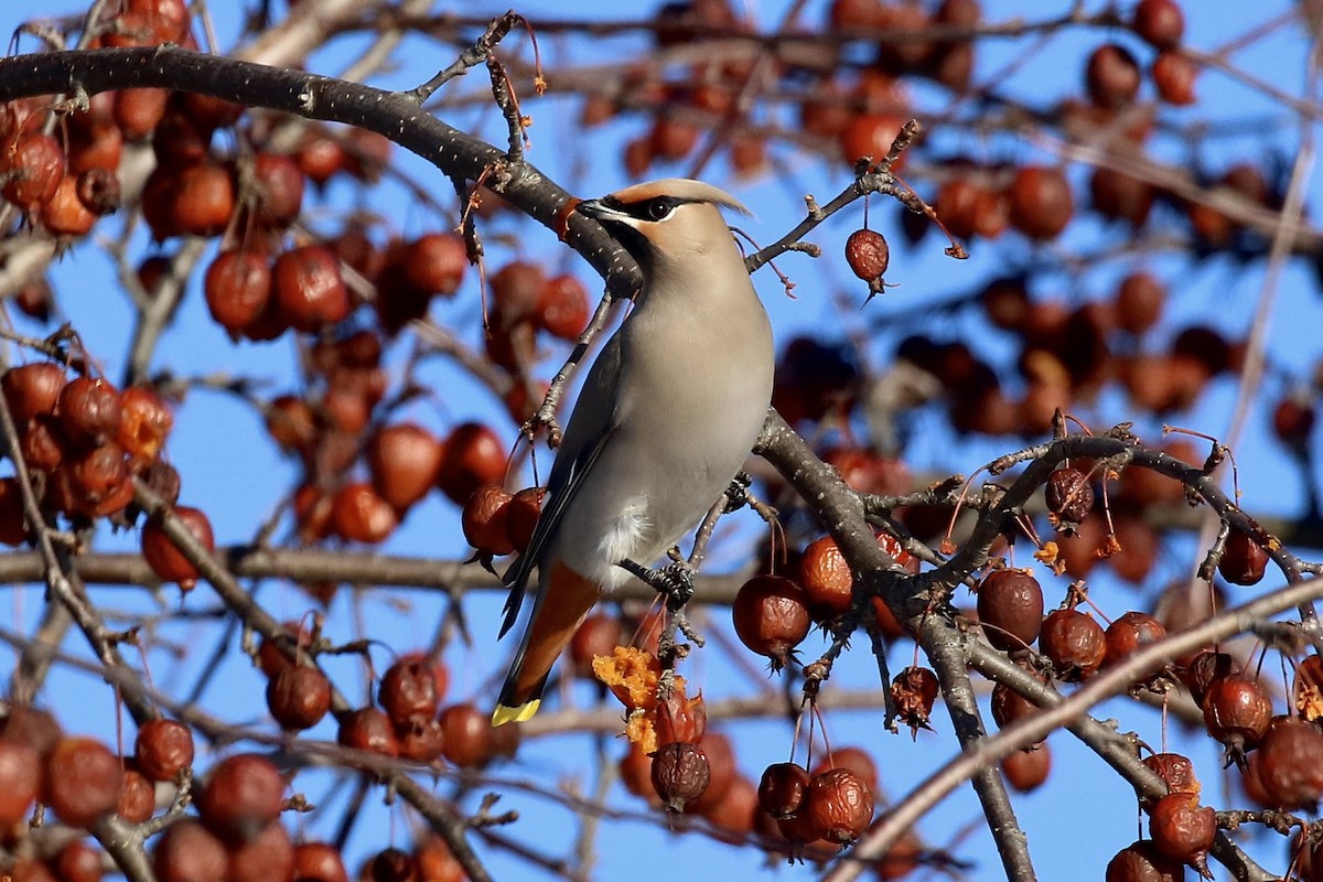 Bohemian Waxwing - ML646041106