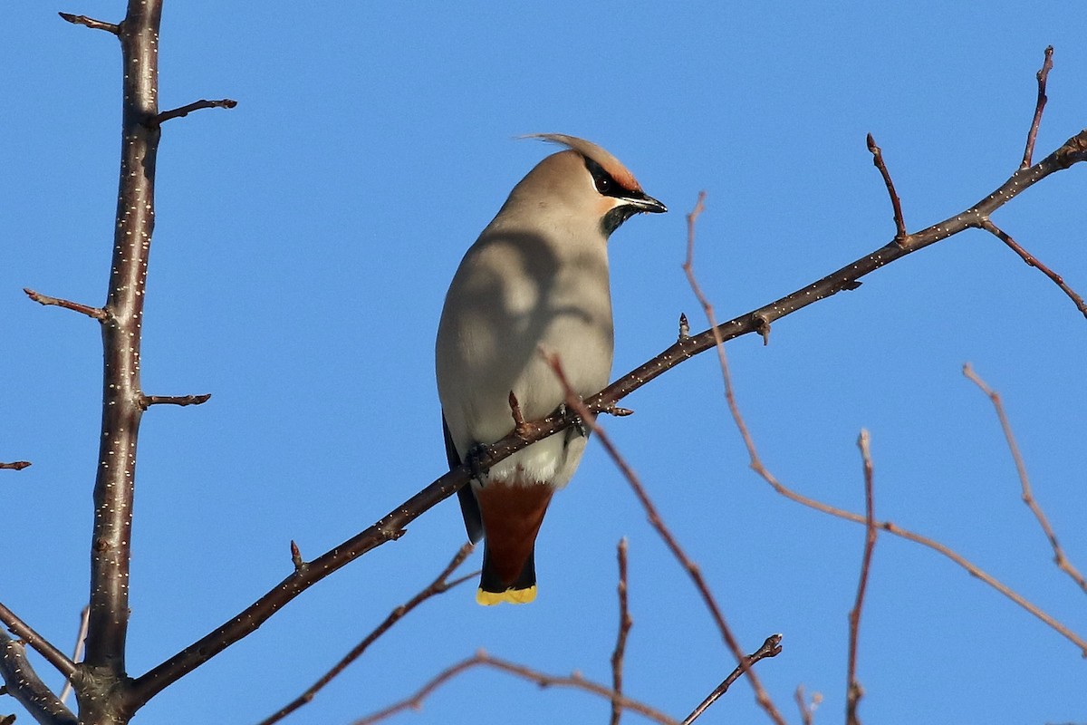 Bohemian Waxwing - ML646041107