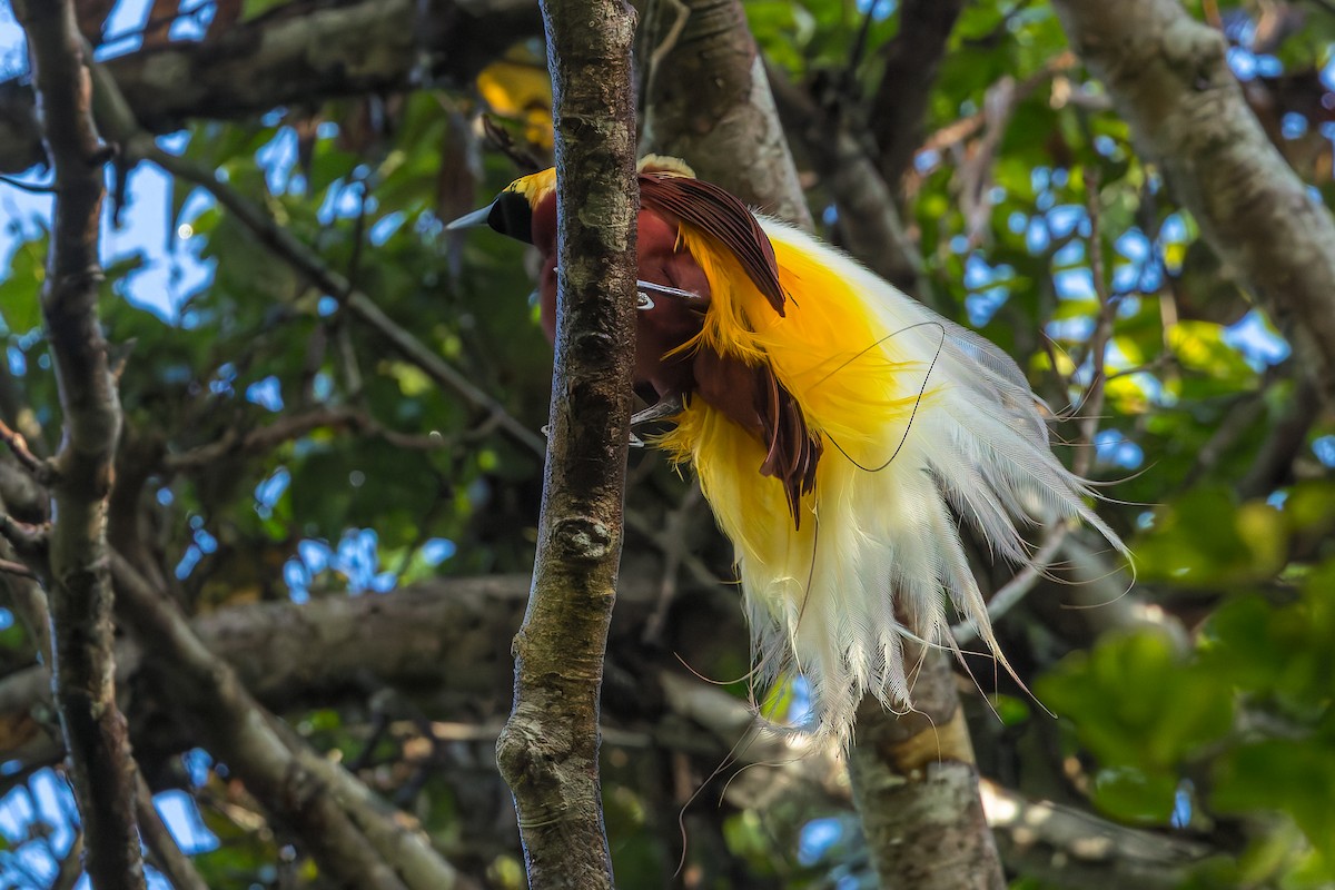 Lesser Bird-of-Paradise - ML646041108