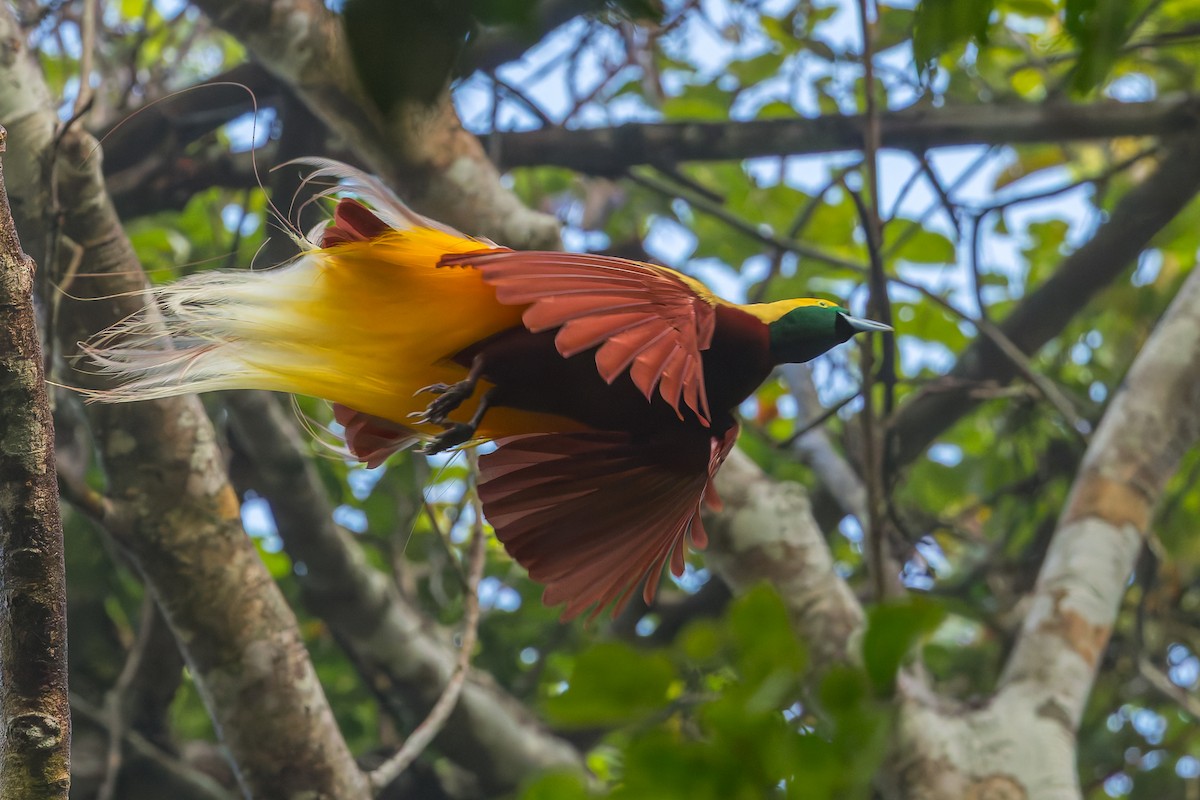 Lesser Bird-of-Paradise - ML646041109