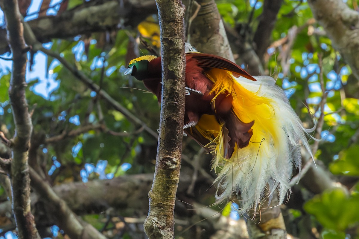 Lesser Bird-of-Paradise - ML646041110
