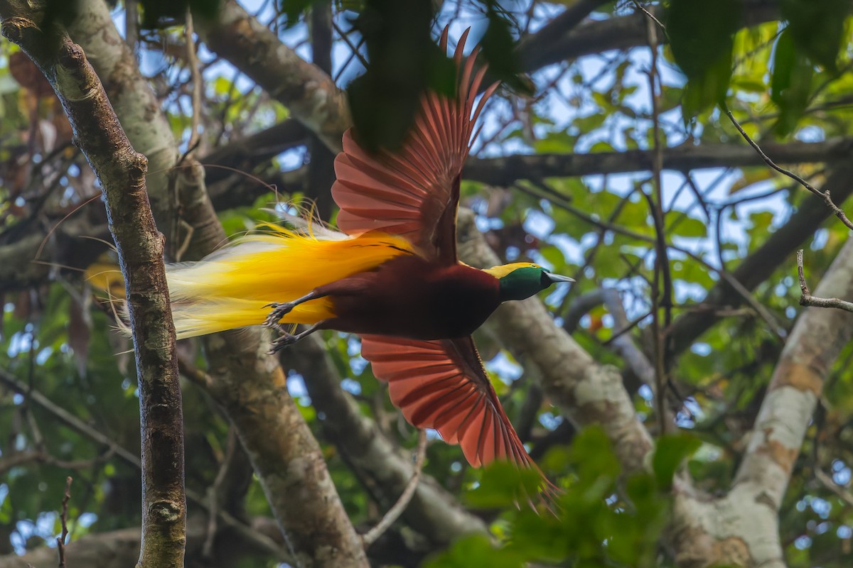 Lesser Bird-of-Paradise - ML646041111