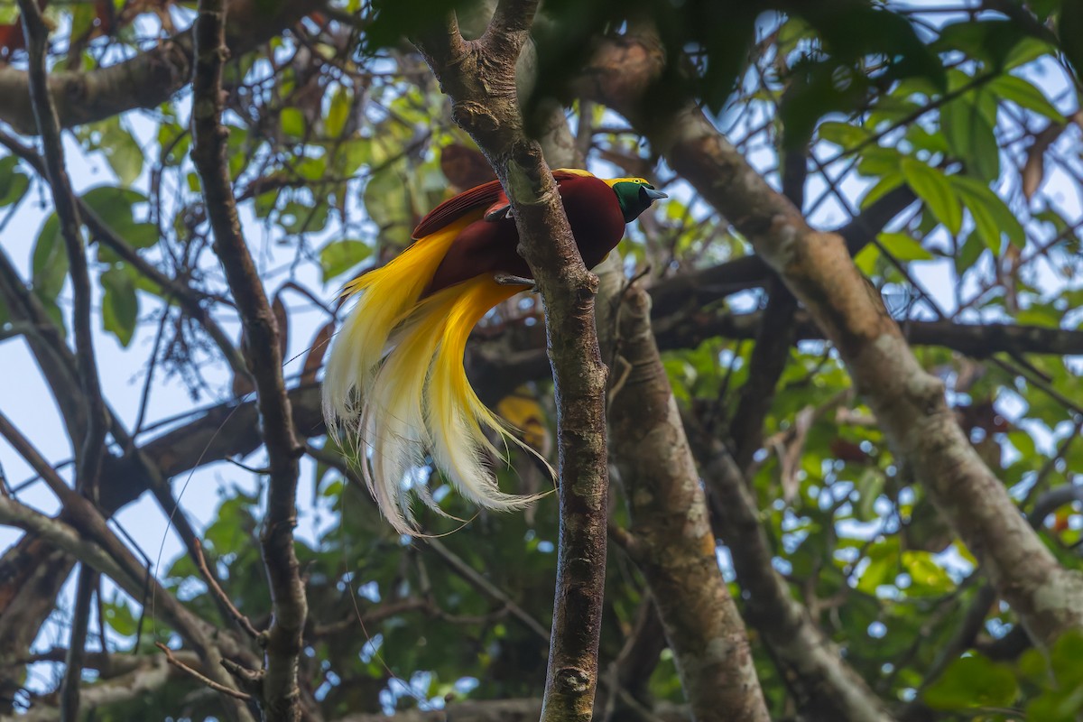 Lesser Bird-of-Paradise - ML646041112