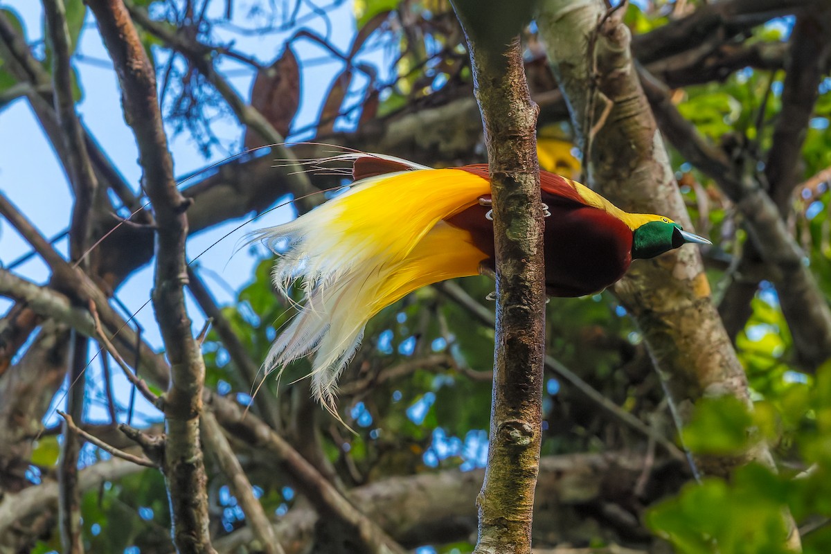 Lesser Bird-of-Paradise - ML646041113