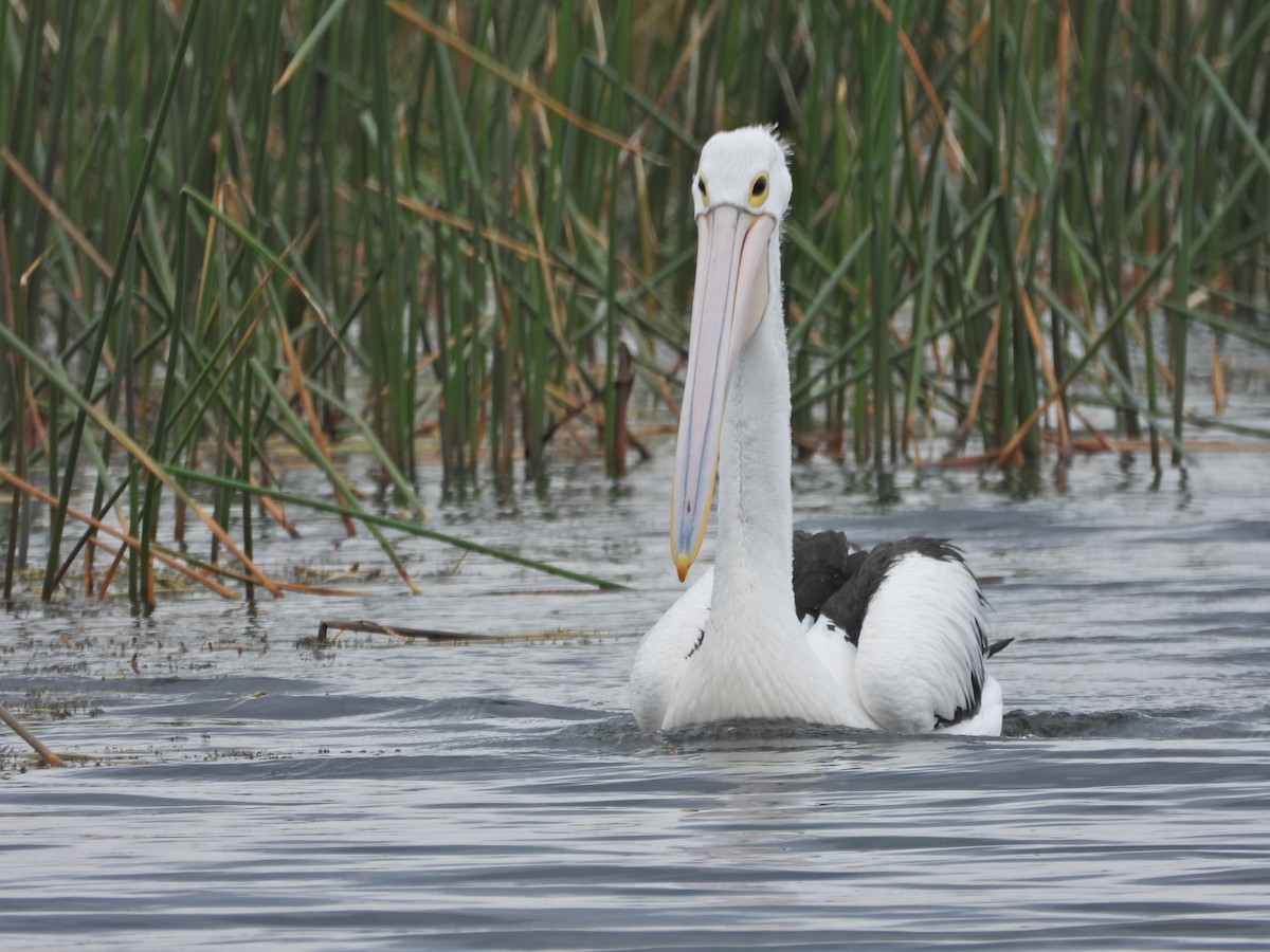 Australian Pelican - ML646041114