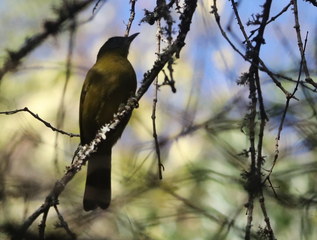 Olive-headed Greenbul - ML646041115