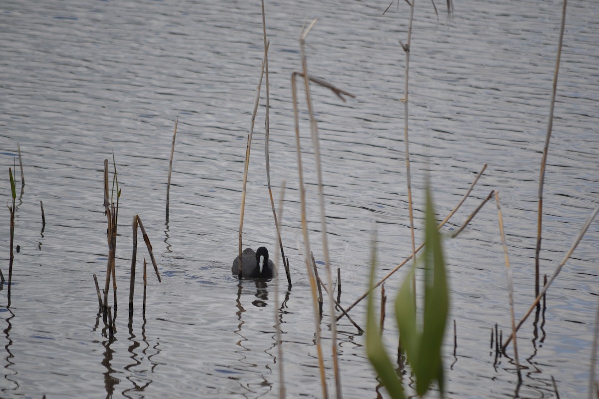 Eurasian Coot - ML646041116