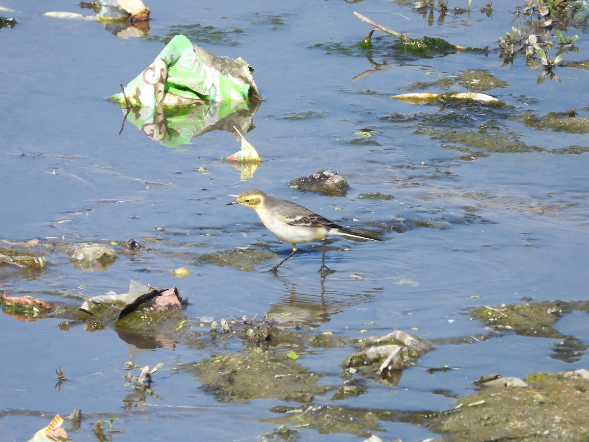 Citrine Wagtail - ML646041118