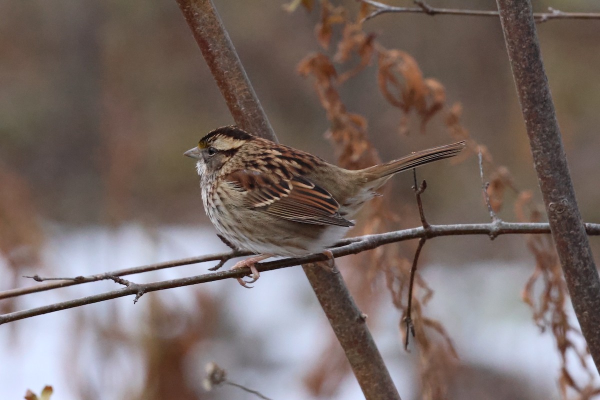 White-throated Sparrow - ML646041123