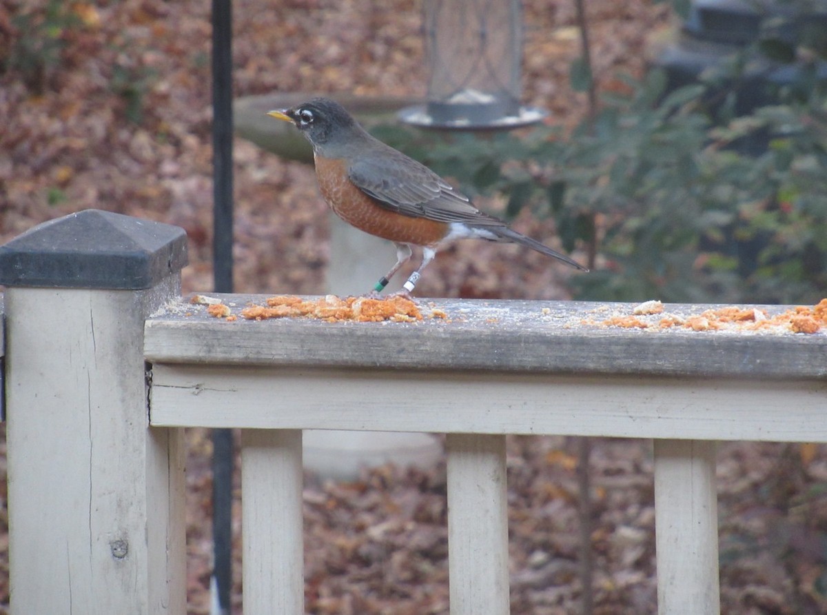American Robin - ML646041124