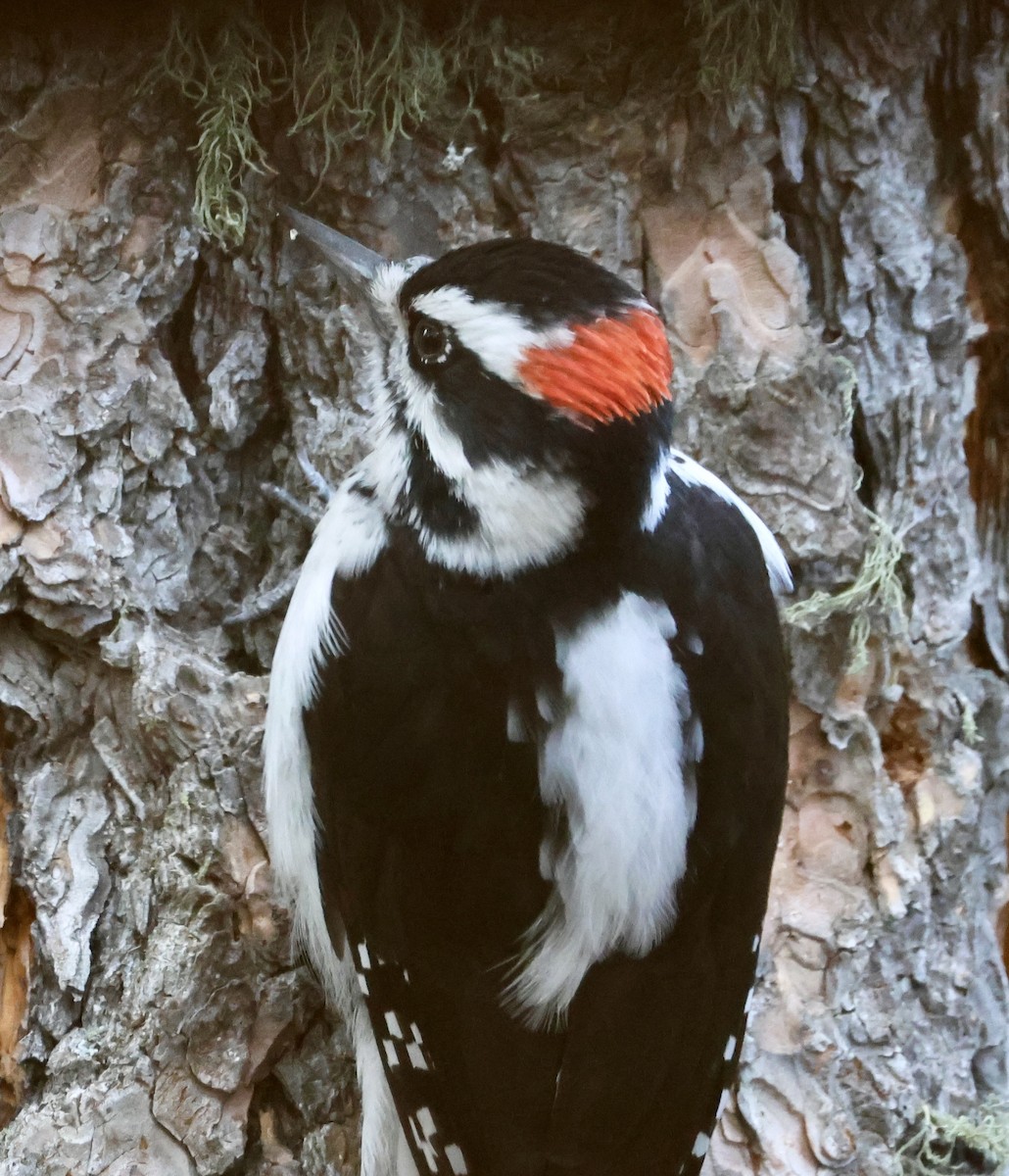 Hairy Woodpecker - ML646041132