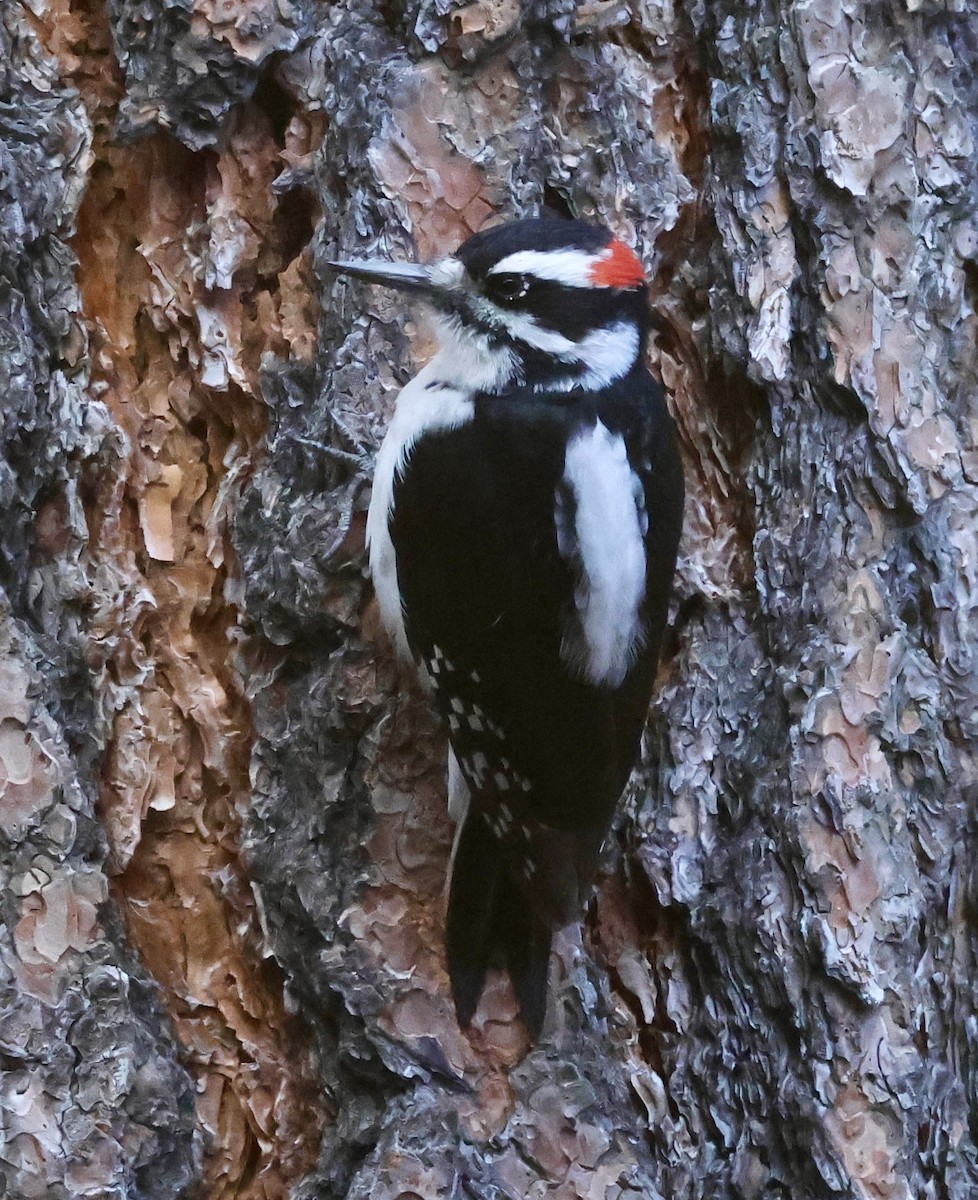 Hairy Woodpecker - ML646041133