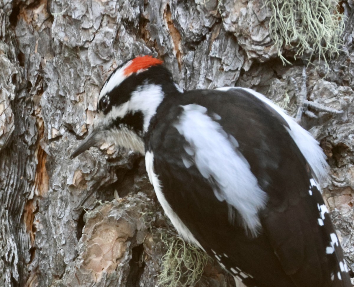Hairy Woodpecker - ML646041134
