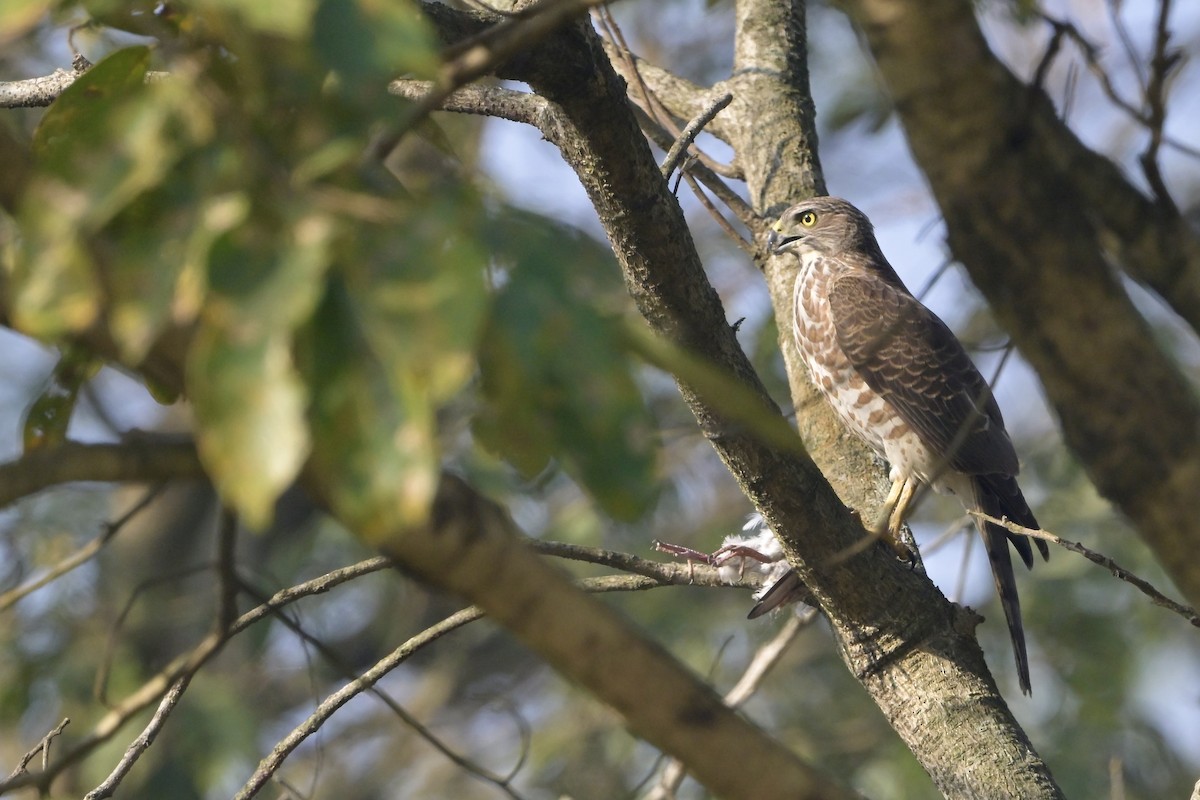 Shikra - ML646041148