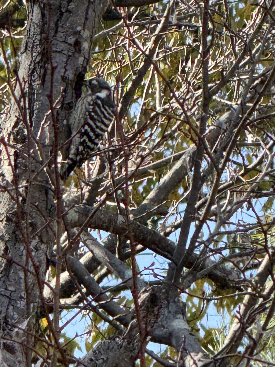 knøttspett - ML646041149