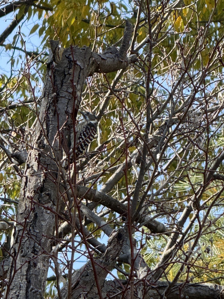 knøttspett - ML646041150