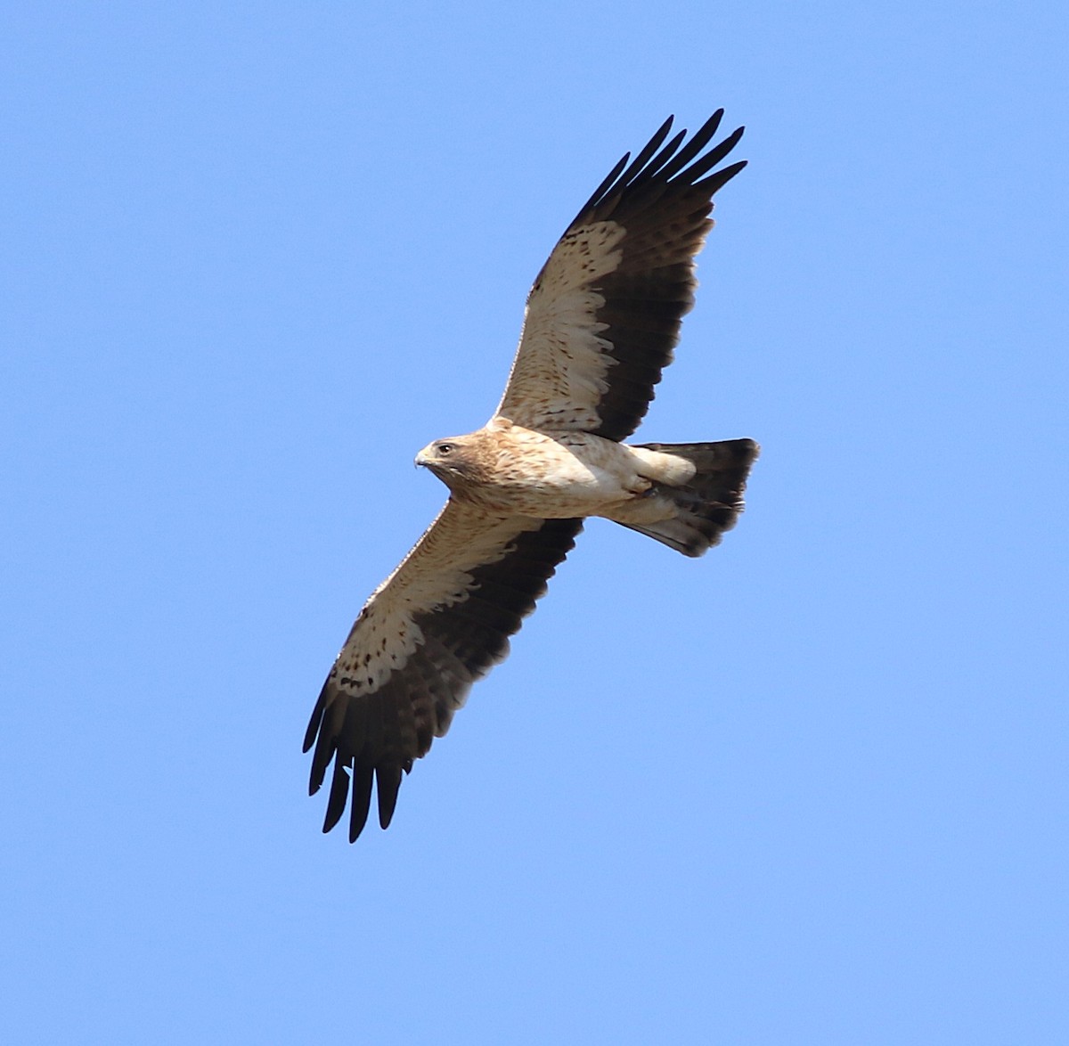 Booted Eagle - ML646041151