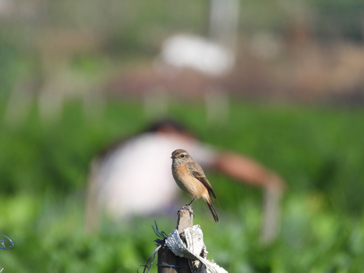 bramborníček sibiřský - ML646041157