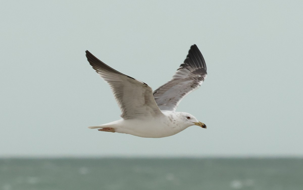 Yellow-legged Gull (michahellis) - ML646041158