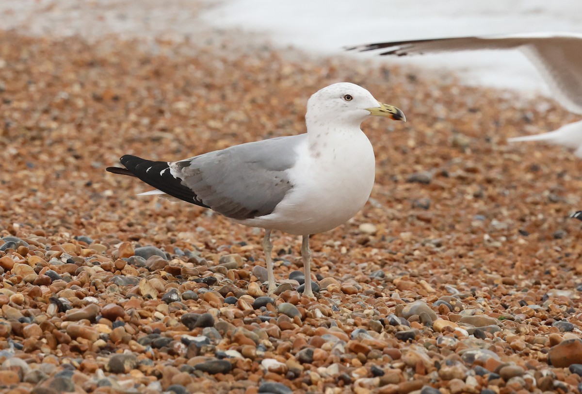 Yellow-legged Gull (michahellis) - ML646041159