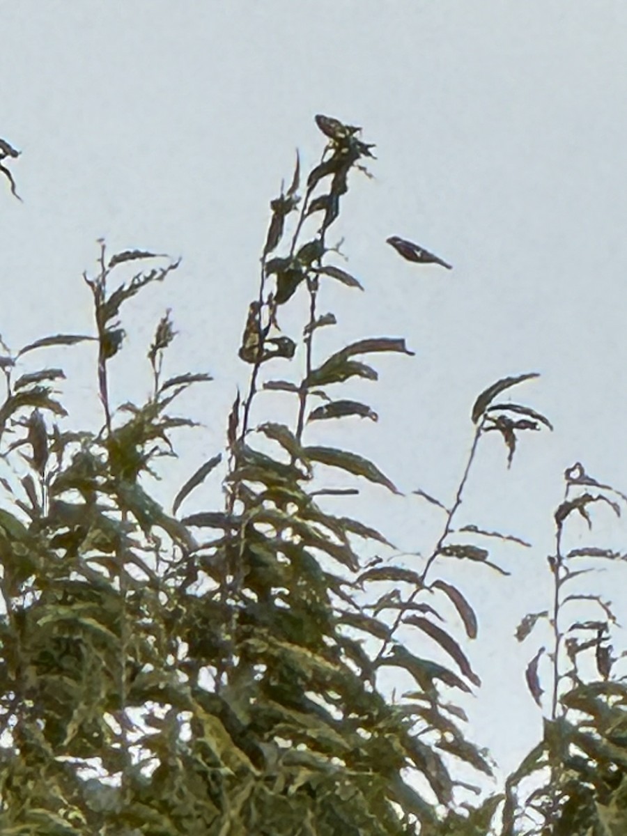 orientfink - ML646041161