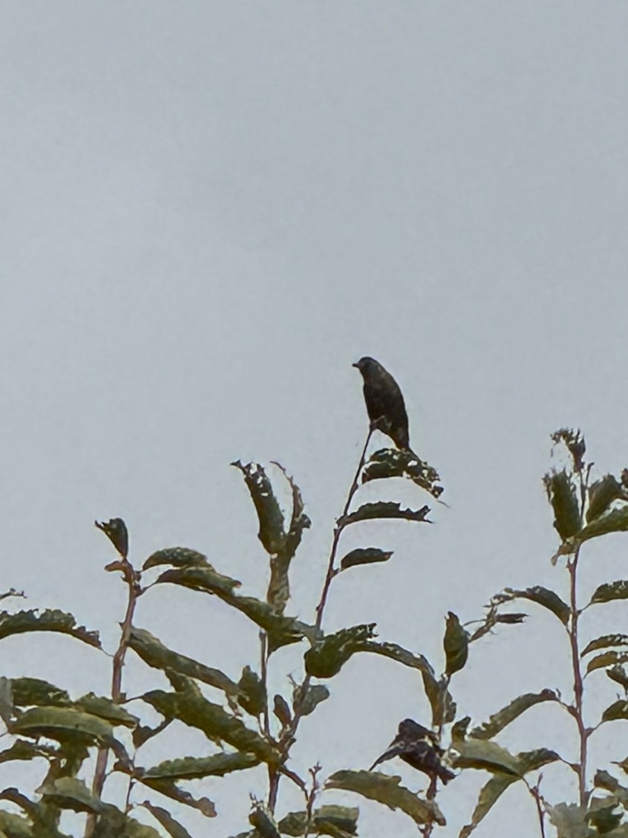 orientfink - ML646041162