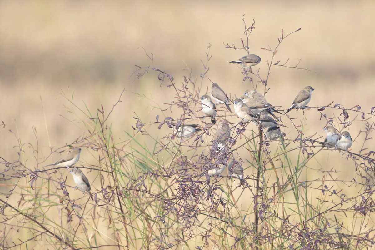 Indian Silverbill - ML646041185