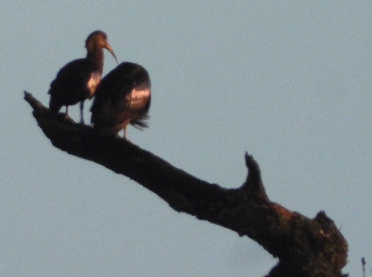 Olive Ibis - ML646041191