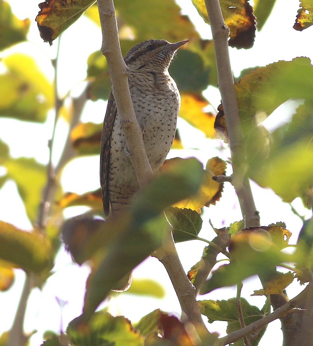 Eurasian Wryneck - ML646041194