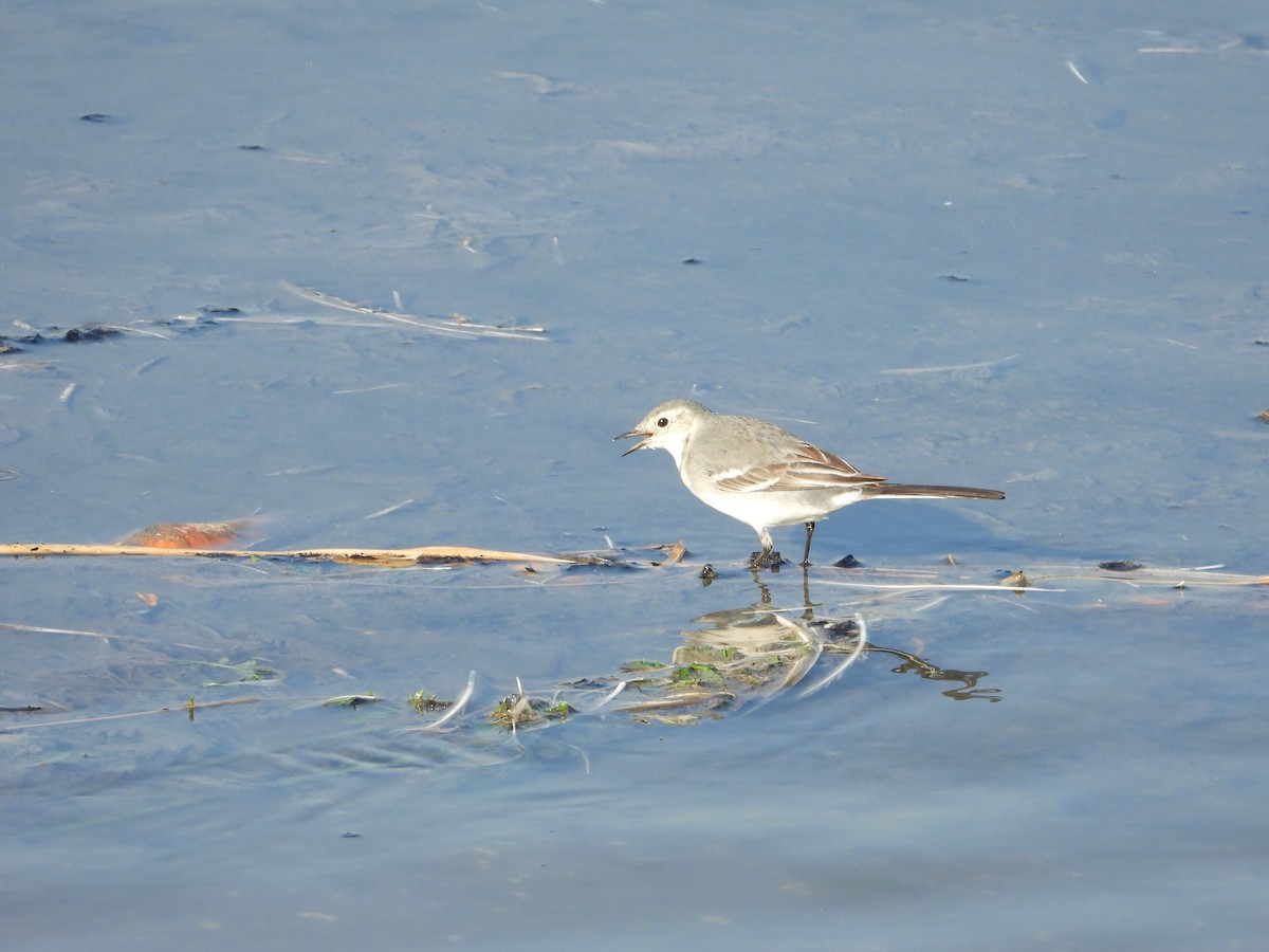 linerle - ML646041195