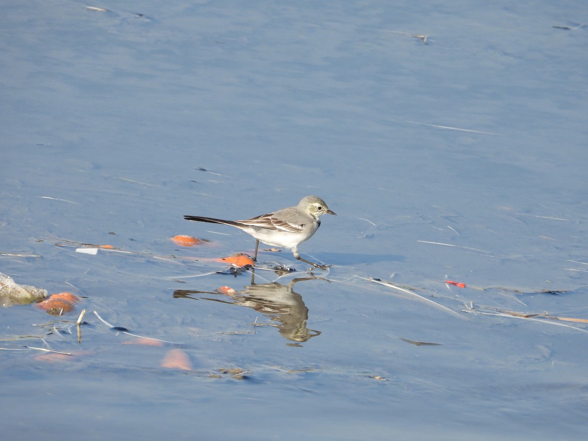 linerle - ML646041196