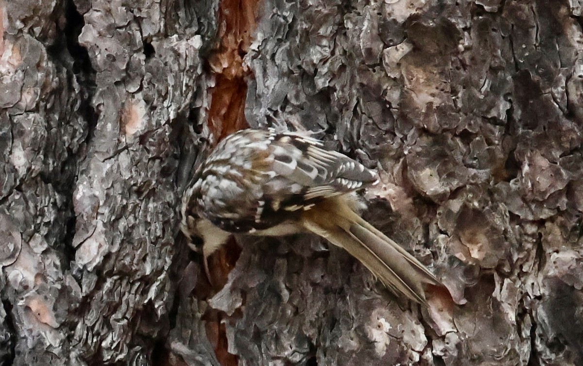 Brown Creeper - ML646041203