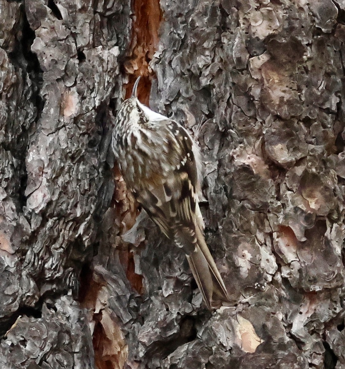 Brown Creeper - ML646041204