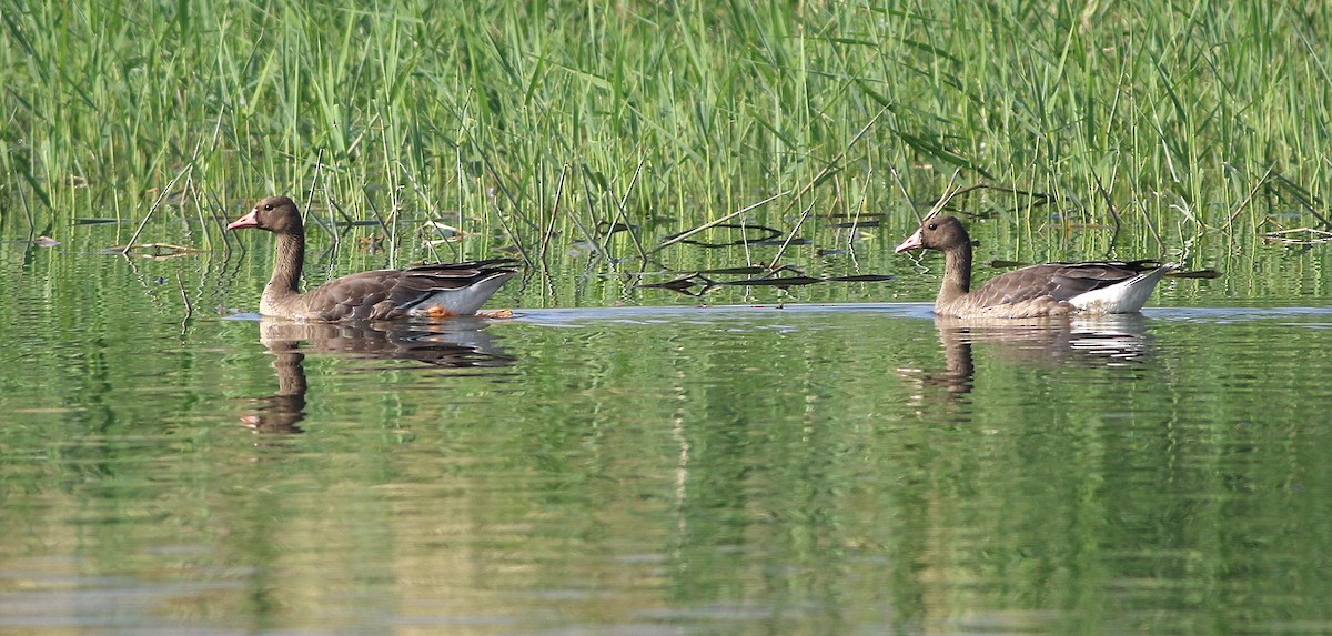 Greater White-fronted Goose - ML646041244